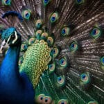 peacocking online zichtbaarheid